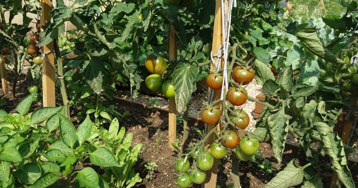 Сколько томатов с одного куста. Помидоры в огороде. самый большой куст помидора. кустик помидор на грядке микадо. сколько кустов помидор нужно для семьи из 4.